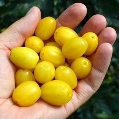 DEREŃ JADALNY JANTARNYJ plenna odmiana ukraińska o żółtych owocach